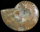 Flashy Red Iridescent Ammonite - Wide #66652-1